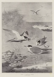Terns, a Sheltered Corner